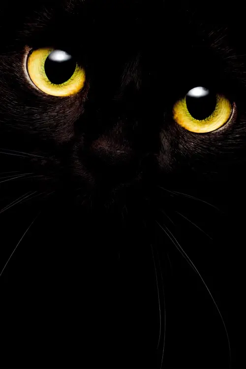 Постер до фільму "Cat Call"