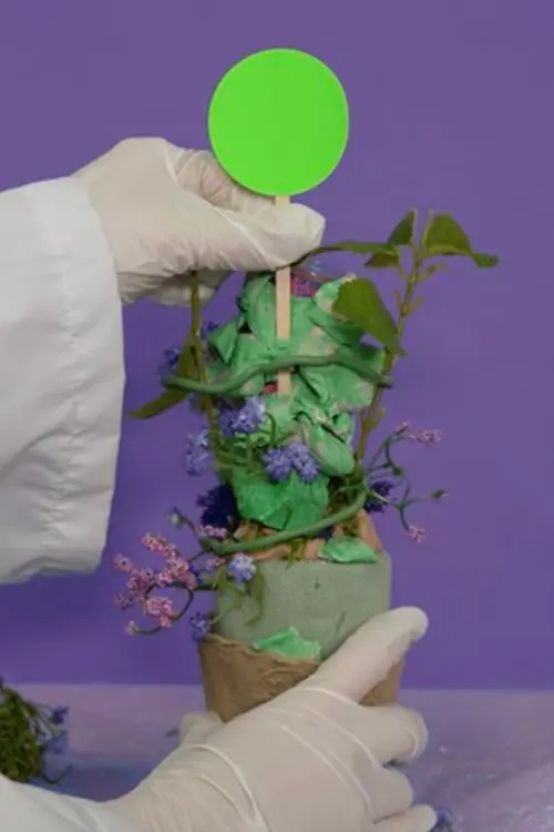 Постер до фільму "Miss Kim Lilac"