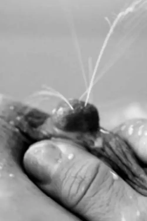 Постер до фільму "Mamíferas: el hilo de Ariadna"