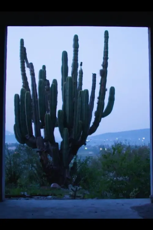 Постер до фільму "Night of the Coyotes"