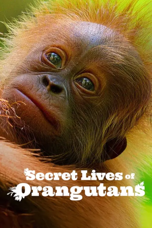 Постер до фільму "Secret Lives of Orangutans"