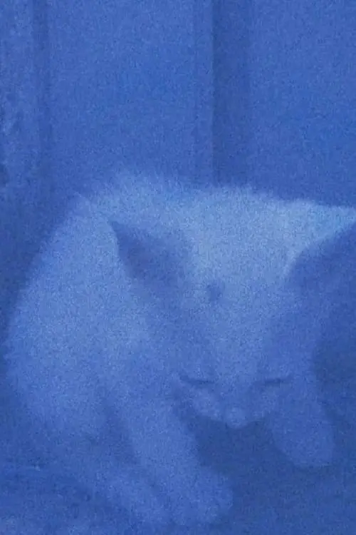 Постер до фільму "I went to the garden of love, reel 1: the cats rescued last night (January 23, 2024)"
