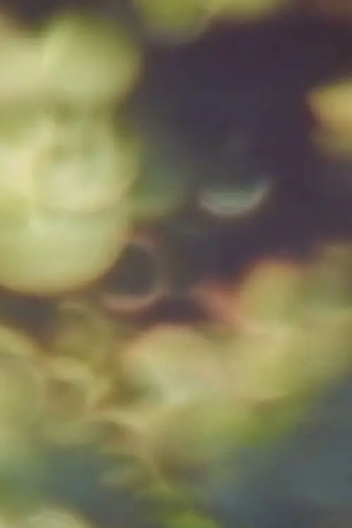 Постер до фільму "Refractions in Green"