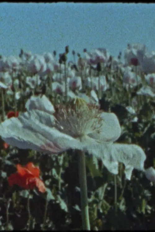 Постер до фільму "Апокаліпсис вчора, сьогодні, завтра та післязавтра"