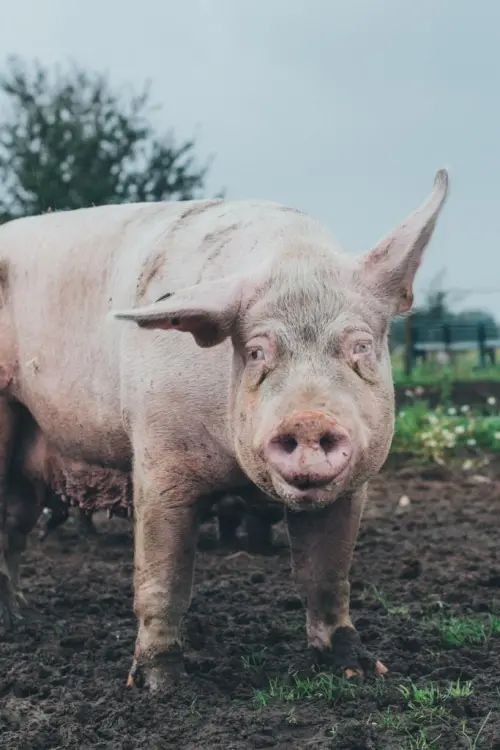 Постер до фільму "Sam!"