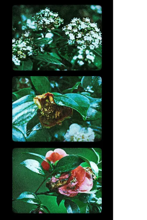 Постер до фільму "Flowers (III)"