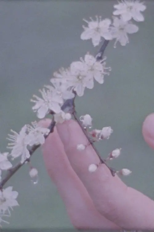 Постер до фільму "Дерева, що приходять до мене у снах"