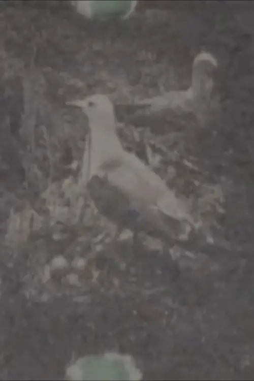 Постер до фільму "Paradise on a Deserted island, part 1"