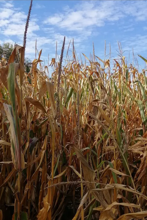 Постер до фільму "The Temple of Augustus and Livia seen near Saint-Prim"