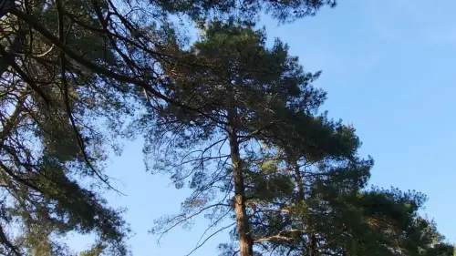 Відео до фільму When I'm Gone | When I'm gone I'd like to be a part of the trees  feeling the breeze while the birds freely singing