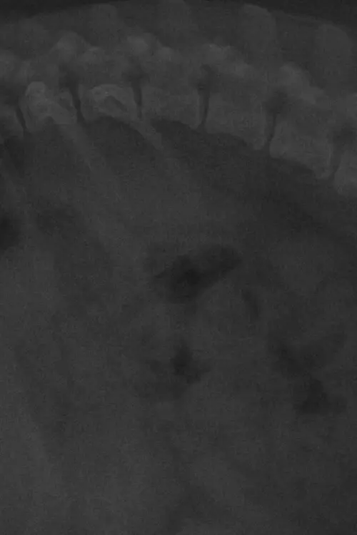 Постер до фільму "IRREVERSIBLE."