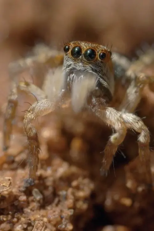 Постер до фільму "The World According to Jumping Spiders"