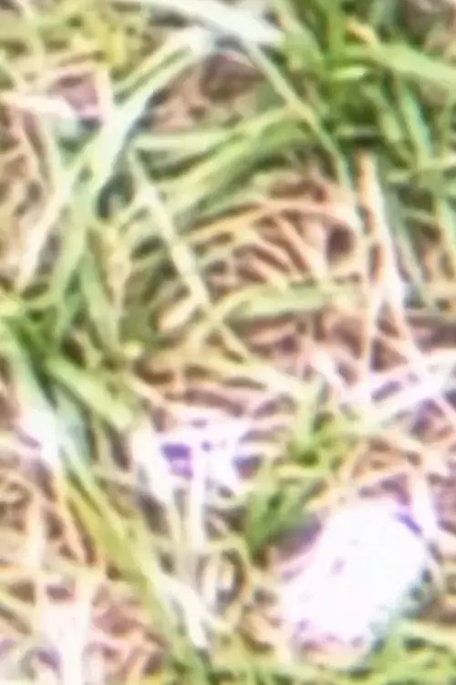 Постер до фільму "spinning flower"