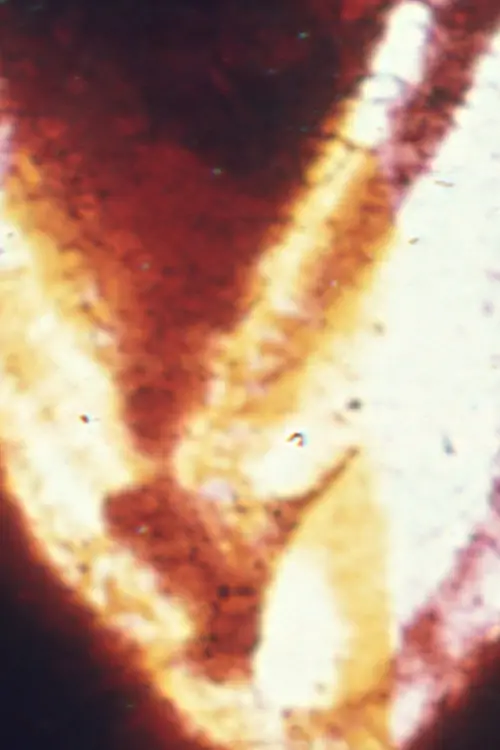 Постер до фільму "Nodes"