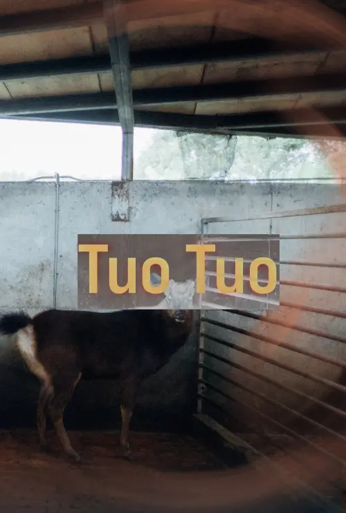 Постер до фільму "Tuo Tuo"