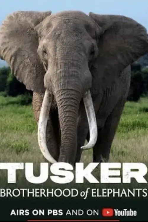 Постер до фільму "Tusker: Brotherhood of Elephants"