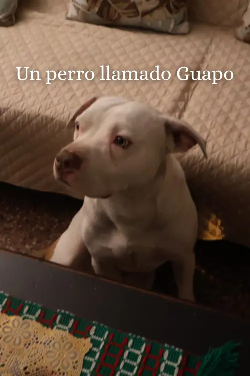 Постер до фільму "Un Perro Llamado Guapo"