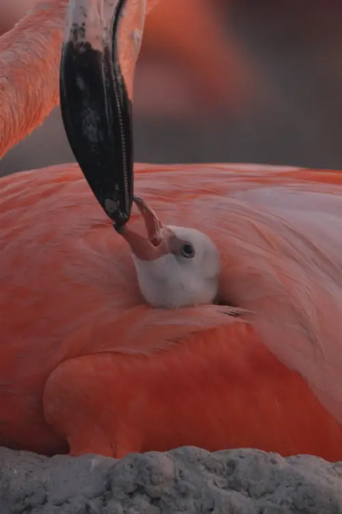 Постер до фільму "Flamingos: Life After the Meteorite"