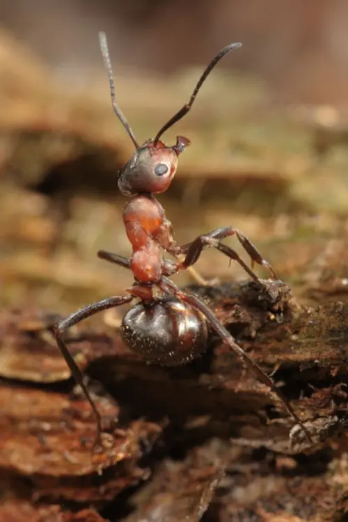Постер до фільму "Fabulous Insects - Ants"
