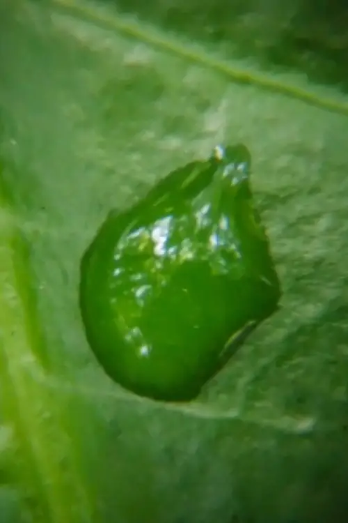 Постер до фільму "A treetop rising"