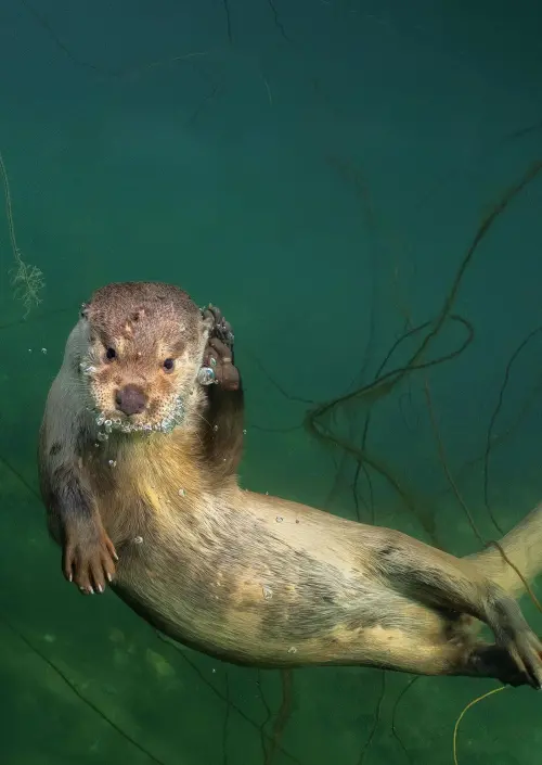 Постер до фільму "Billy & Molly: An Otter Love Story"