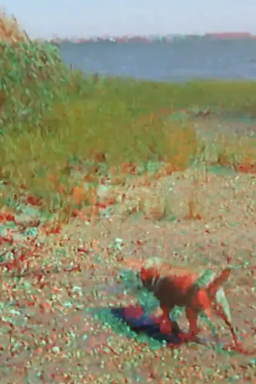 Постер до фільму "Batchellor’s Dog and Beach"