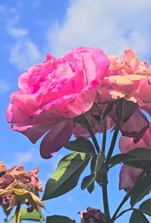 Постер до фільму "Fading"