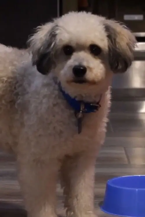 Постер до фільму "Serafín"