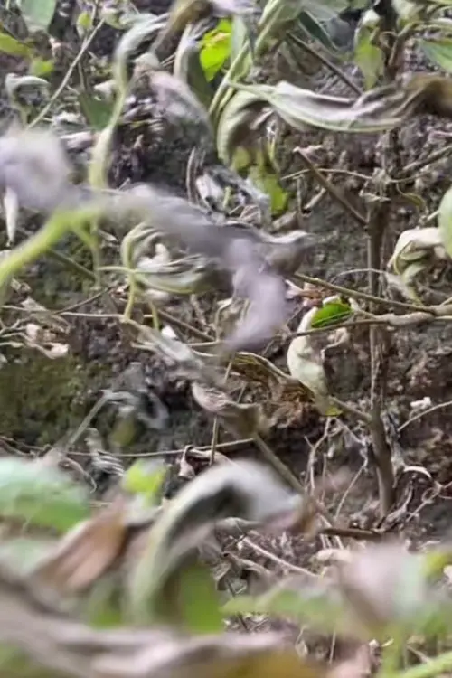 Постер до фільму "afternoon in october"