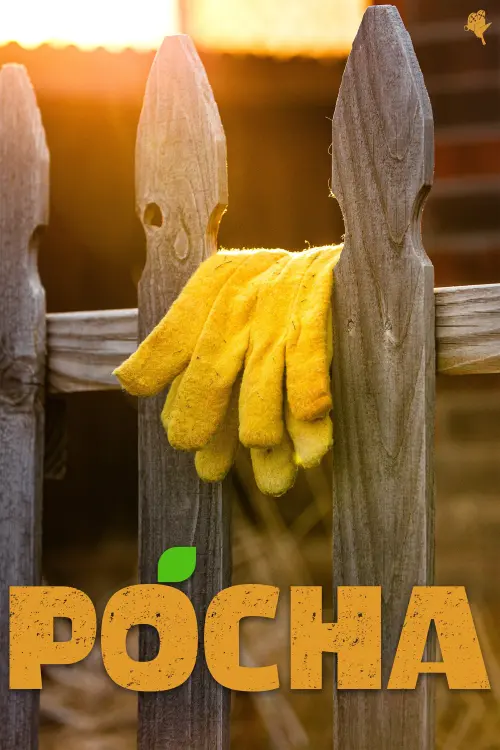 Постер до фільму "Pocha"