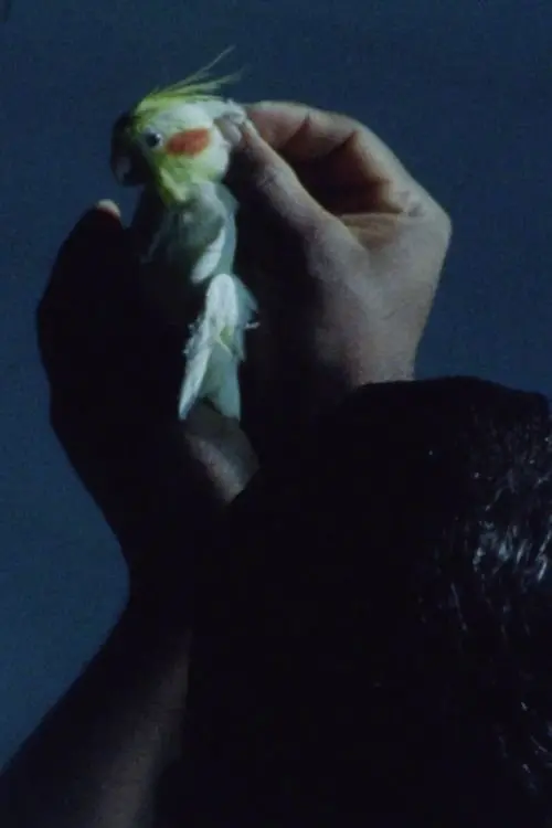 Постер до фільму "The Great Mandrake"