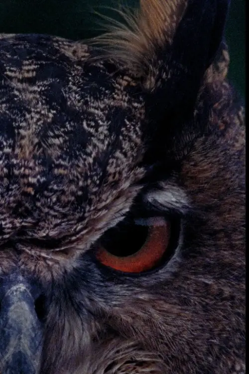 Постер до фільму "B for Bartleby"