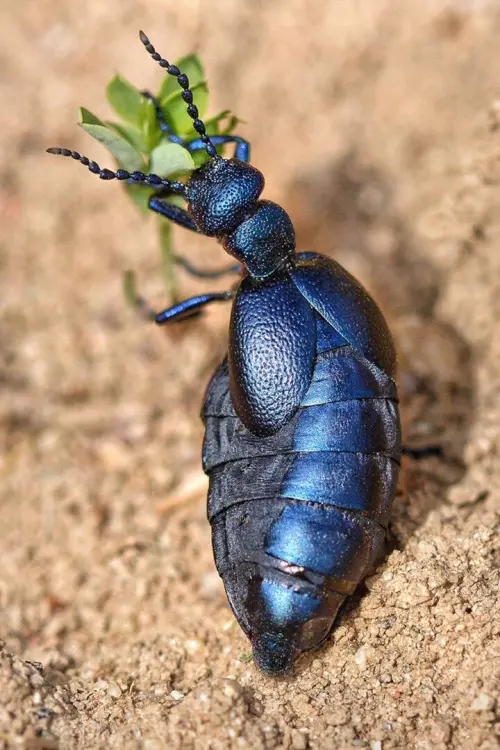 Постер до фільму "Fabulous Insects - Beetles"