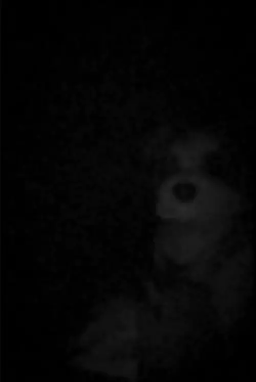 Постер до фільму "The Voices In FAO