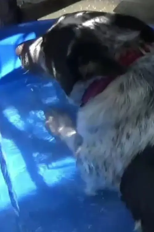 Постер до фільму "Dog in a Swimming Pool"