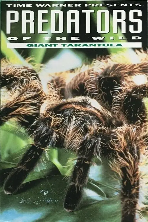 Постер до фільму "Predators of the Wild: Giant Tarantula"
