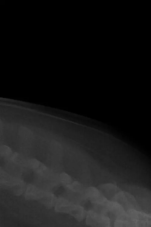 Постер до фільму "COYOTE."