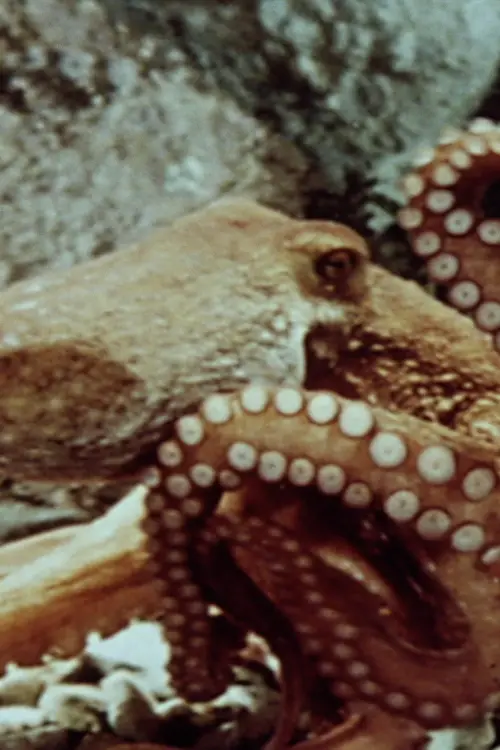 Постер до фільму "The Love Life of an Octopus"