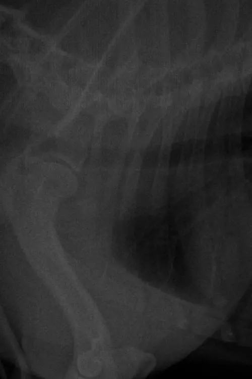 Постер до фільму "MUÑECAS."