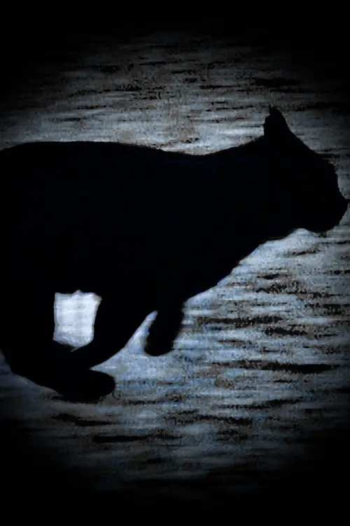 Постер до фільму "A Black Cat Escapes"