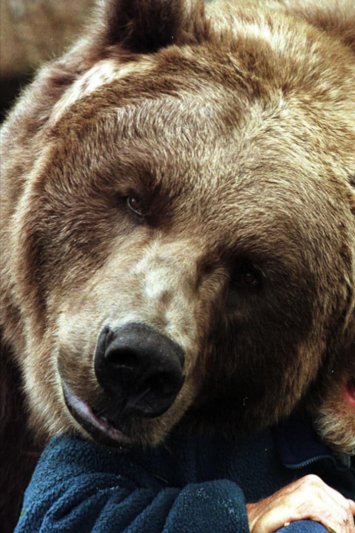 Фото Ведмідь Барт II (Bart the Bear II)