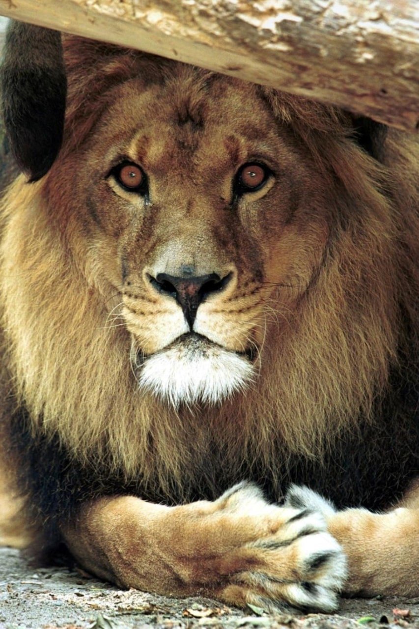 Фото  (Bongo the Lion)