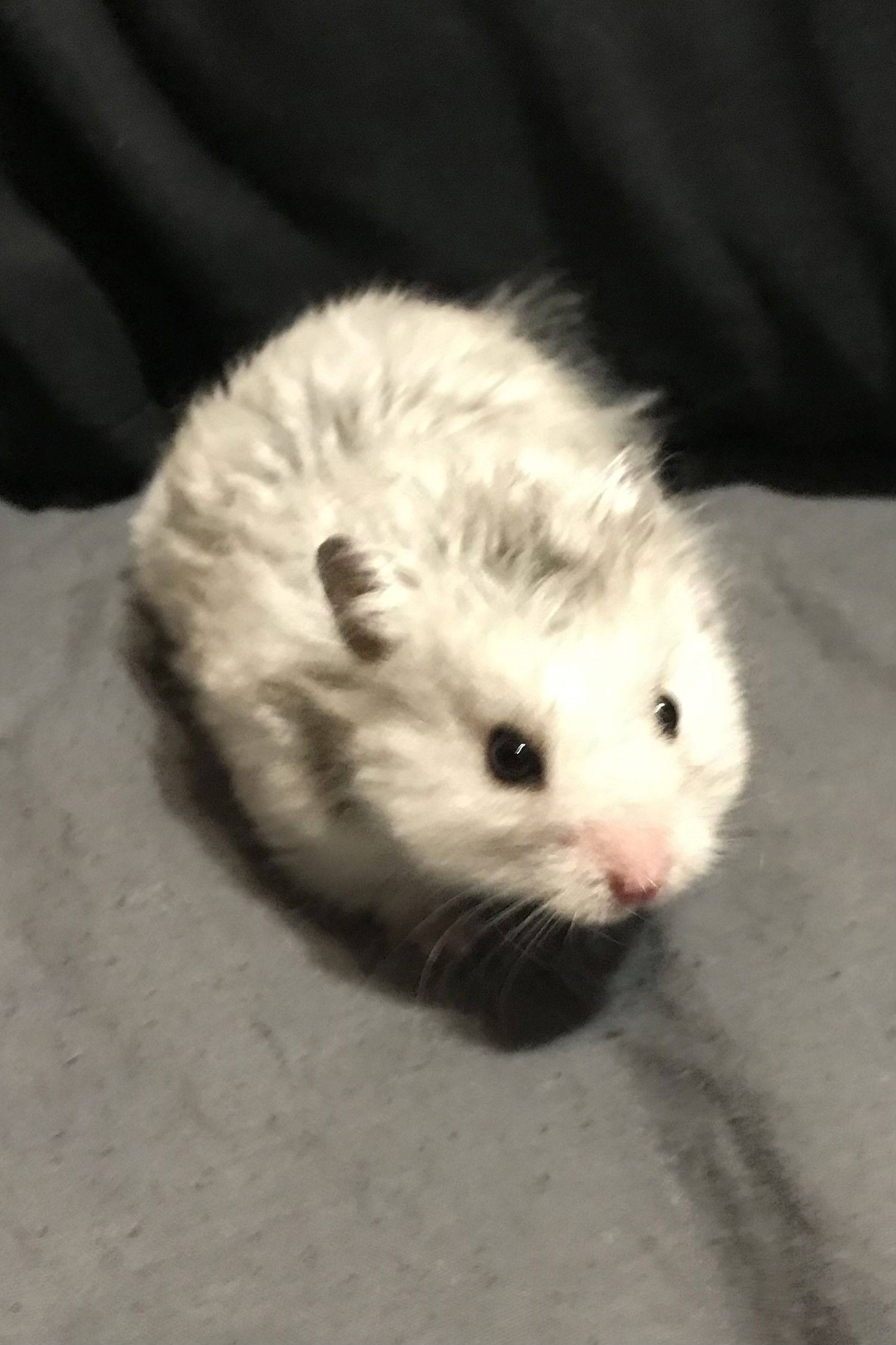 Фото  (Sirius the Grey)