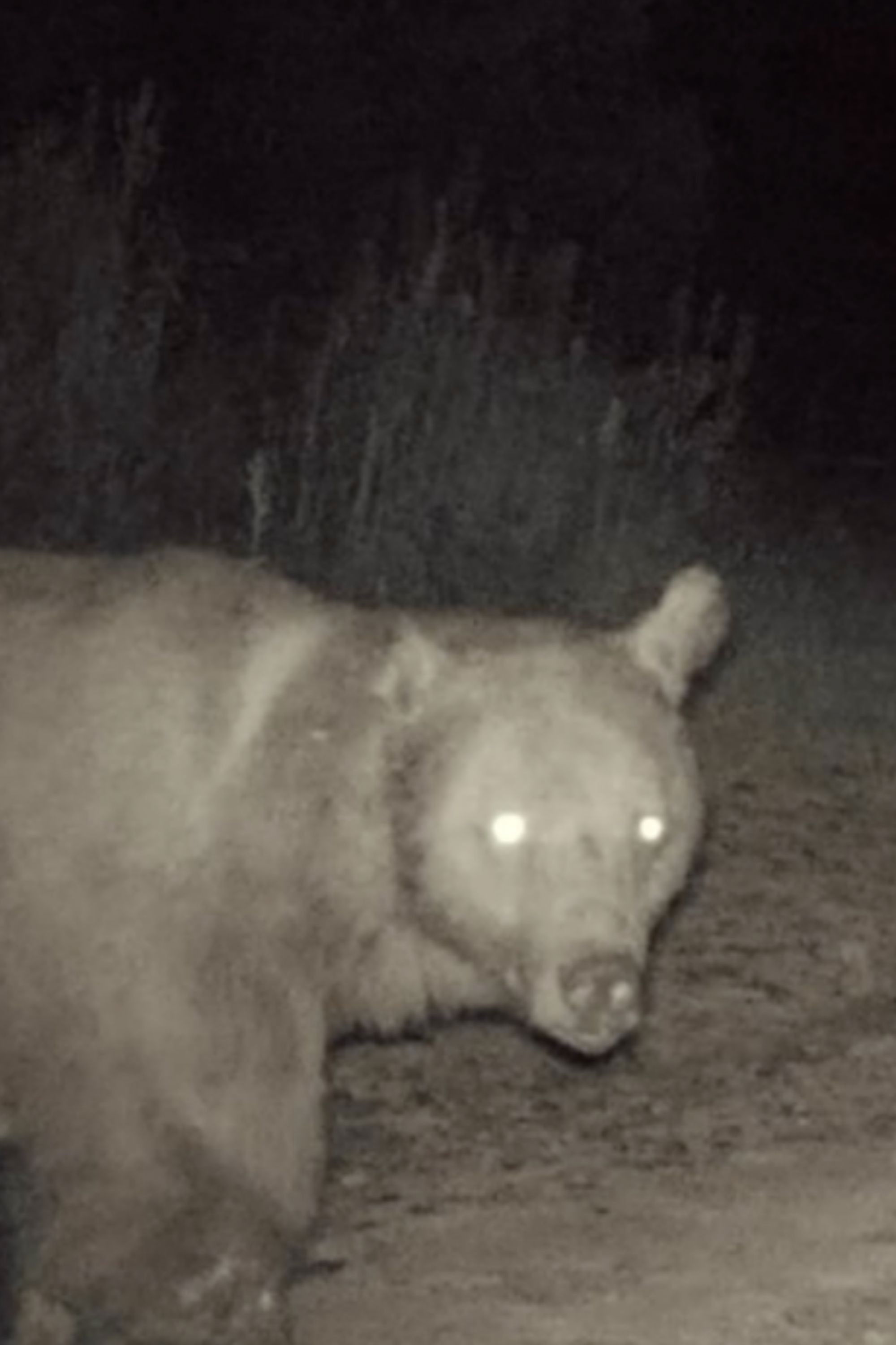 Фото  (Kesik Kulak)