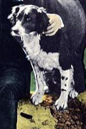 Фото  (Rex the Dog)