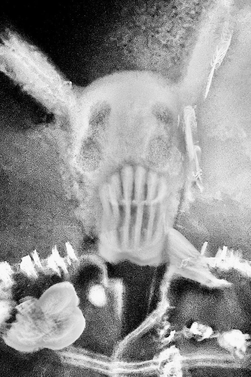 Фото  (Madvin Mexis)