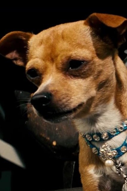 Фото  (Chester the Chihuahua)