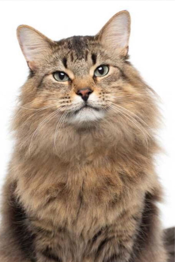 Фото  (Tonic the Cat)