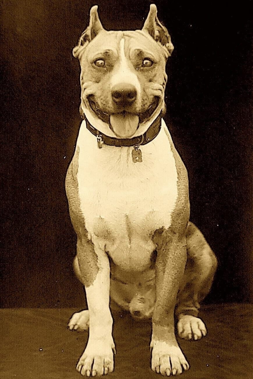Фото  (Luke the Dog)