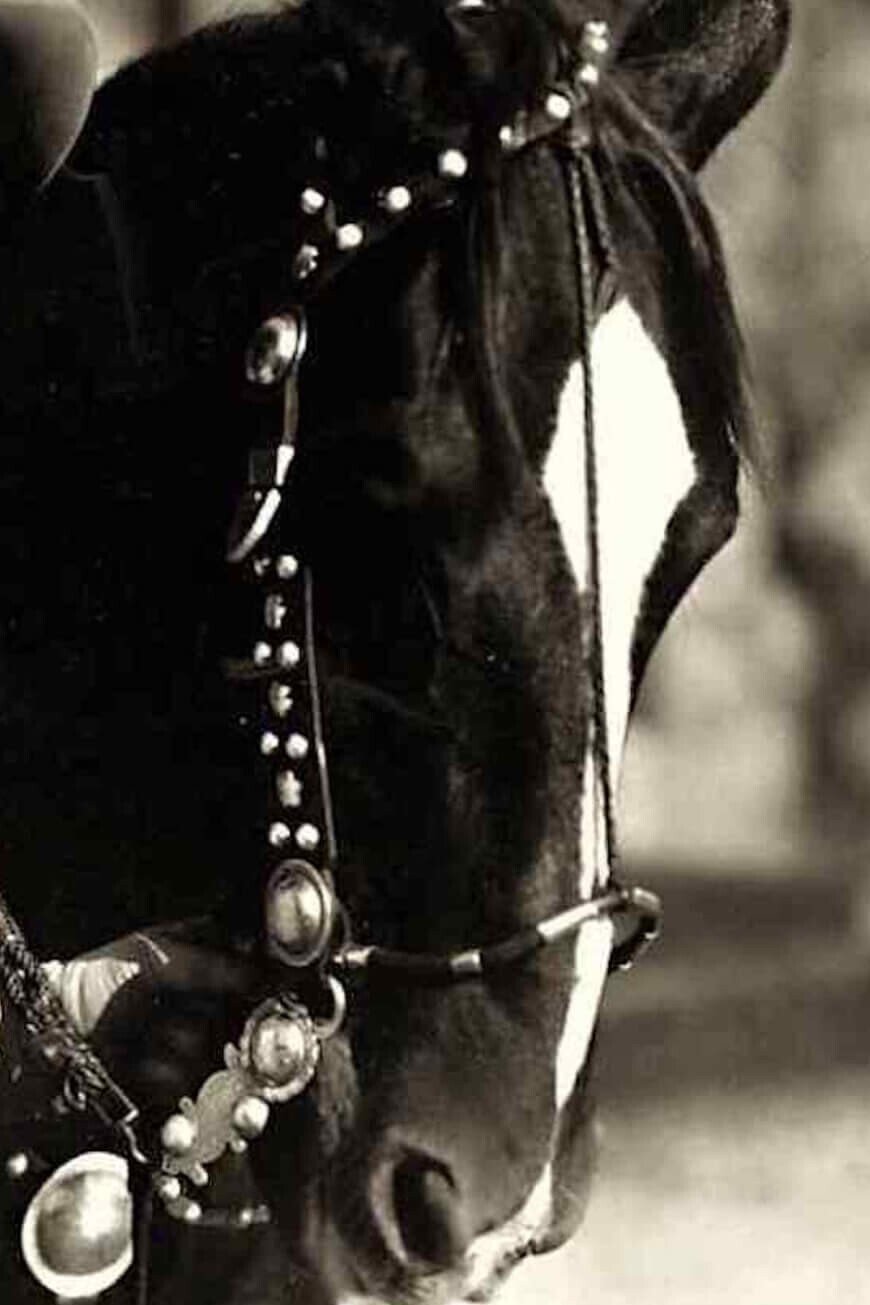 Фото  (Tony the Horse)